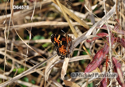 Phaon Crescent (Phyciodes phaon)